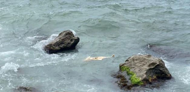 Zonguldak'ta yunus ölüsü kıyıya vurdu