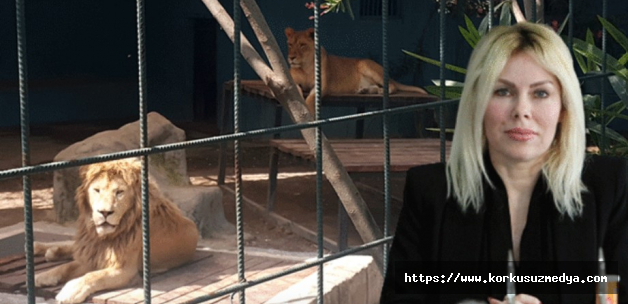 Antalya'da korkunç olay! Kafese giren aileye aslan saldırdı, çocuğun kafa derisi koptu